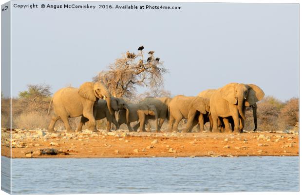 Herd of elephants with vultures at the waterhole Canvas Print by Angus McComiskey