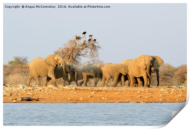 Herd of elephants with vultures at the waterhole Print by Angus McComiskey