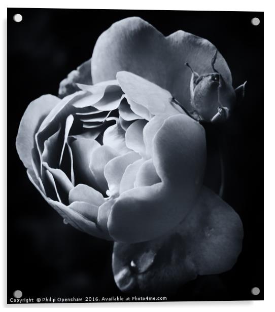 Rosebuds and Rain Acrylic by Philip Openshaw