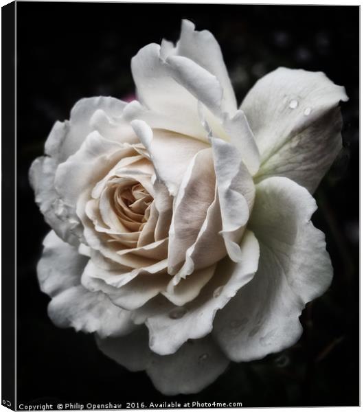 Pale rose Canvas Print by Philip Openshaw