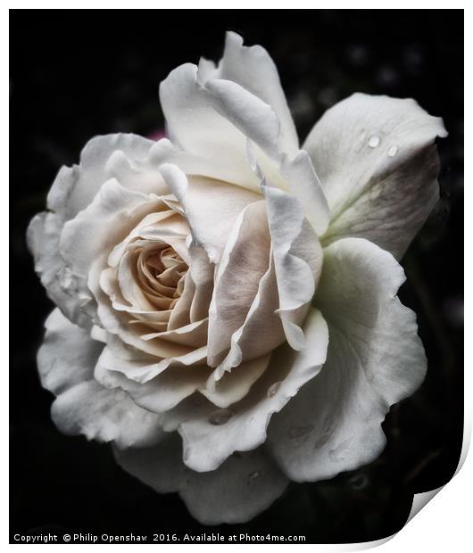 Pale rose Print by Philip Openshaw