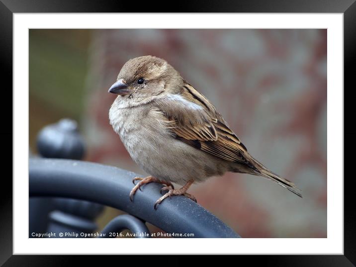 Urban Sparrow  Framed Mounted Print by Philip Openshaw