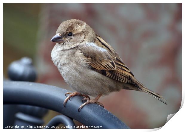 Urban Sparrow  Print by Philip Openshaw