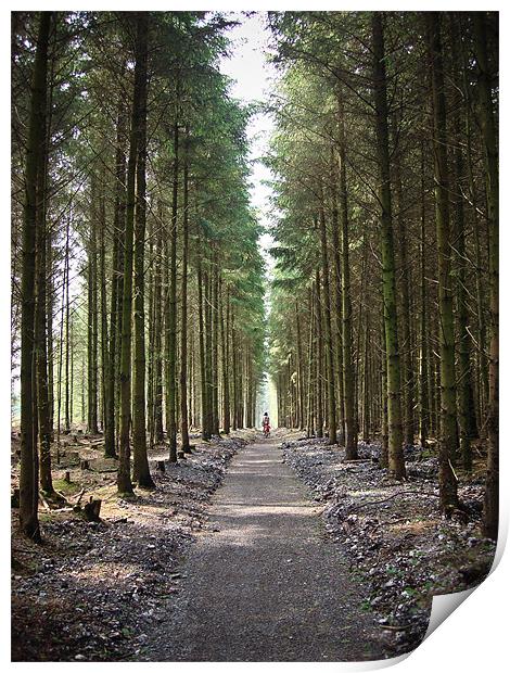 Haldon Forest, The famly trail..... Print by K. Appleseed.