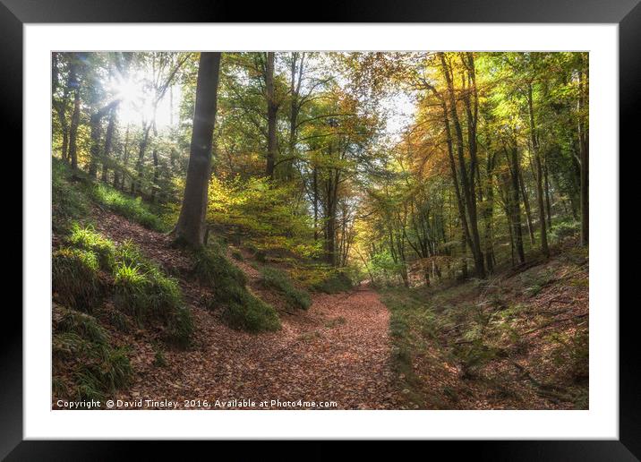 Autumn Woodland  Sunrise - 2 Framed Mounted Print by David Tinsley