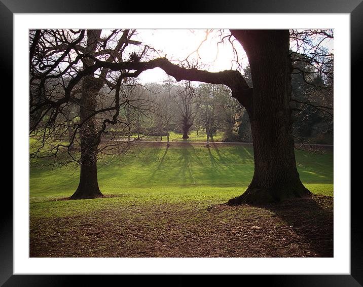 Cockington Park Trees and shadows Framed Mounted Print by K. Appleseed.