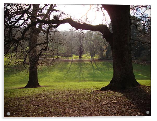 Cockington Park Trees and shadows Acrylic by K. Appleseed.