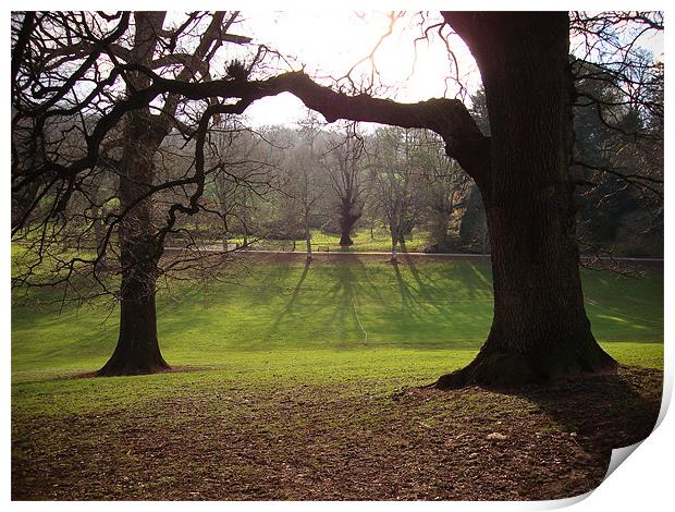 Cockington Park Trees and shadows Print by K. Appleseed.