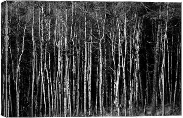Cant see the wood for the trees Canvas Print by Andrew Richards