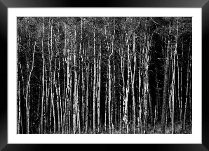 Cant see the wood for the trees Framed Mounted Print by Andrew Richards