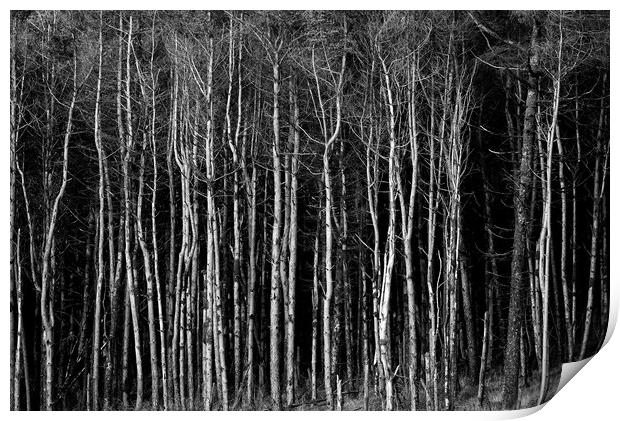 Cant see the wood for the trees Print by Andrew Richards