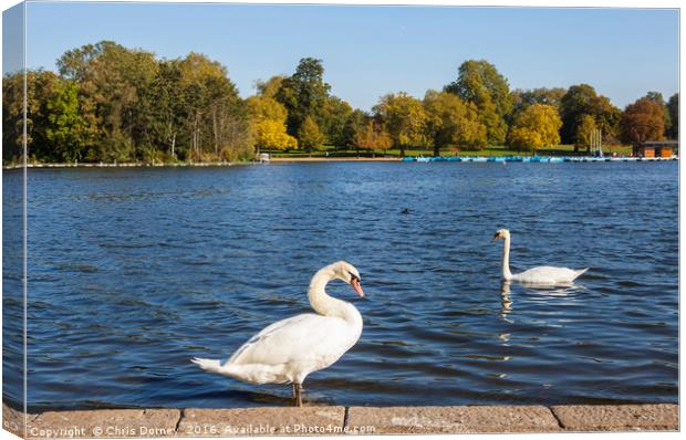 Swans in Hyde Park Canvas Print by Chris Dorney