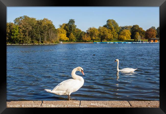 Swans in Hyde Park Framed Print by Chris Dorney