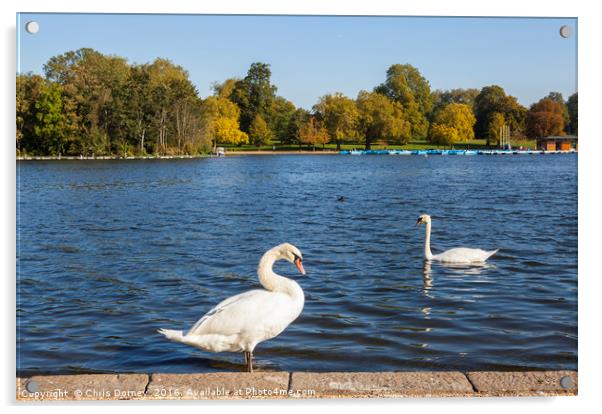 Swans in Hyde Park Acrylic by Chris Dorney