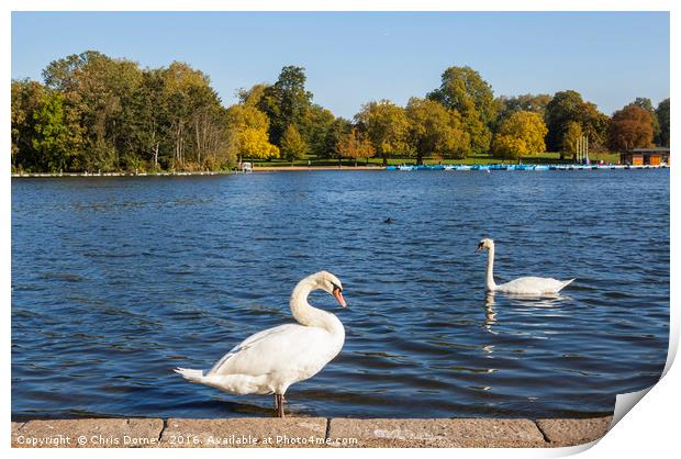Swans in Hyde Park Print by Chris Dorney