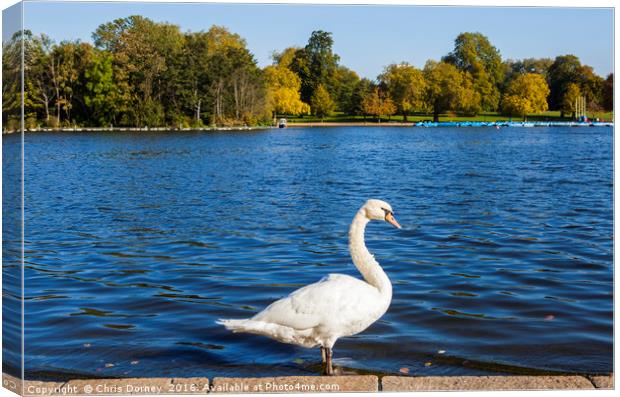 Swan at the Serpentine in Hyde Park Canvas Print by Chris Dorney