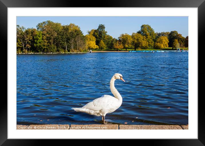 Swan at the Serpentine in Hyde Park Framed Mounted Print by Chris Dorney