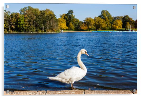 Swan at the Serpentine in Hyde Park Acrylic by Chris Dorney
