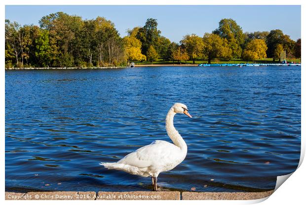 Swan at the Serpentine in Hyde Park Print by Chris Dorney