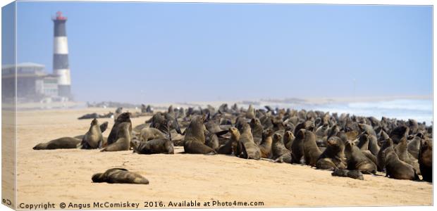Cape fur seal colony Canvas Print by Angus McComiskey