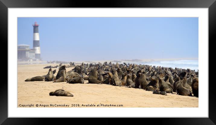 Cape fur seal colony Framed Mounted Print by Angus McComiskey