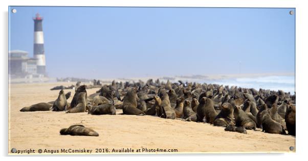 Cape fur seal colony Acrylic by Angus McComiskey