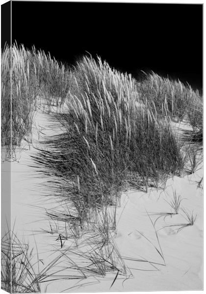 Sand dunes Canvas Print by Andrew Richards