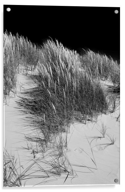 Sand dunes Acrylic by Andrew Richards