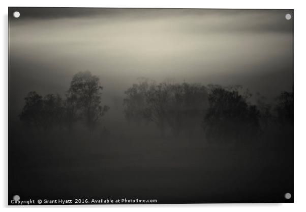 A mist tree Acrylic by Grant Hyatt