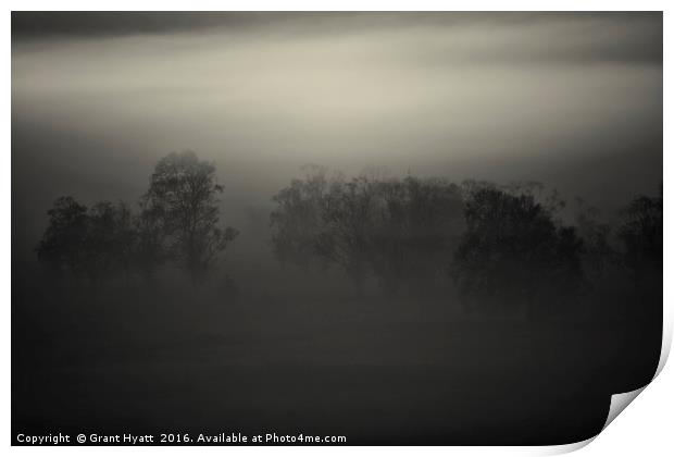 A mist tree Print by Grant Hyatt