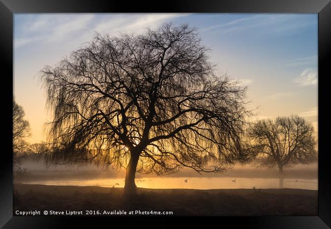 Winter in Bushy Park Framed Print by Steve Liptrot