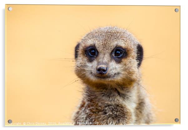 Meerkat on Lookout Duties Acrylic by Chris Dorney