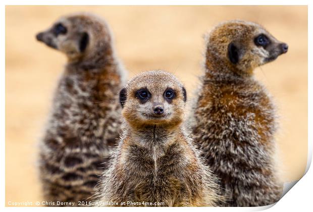 Meerkats on Patrol Print by Chris Dorney