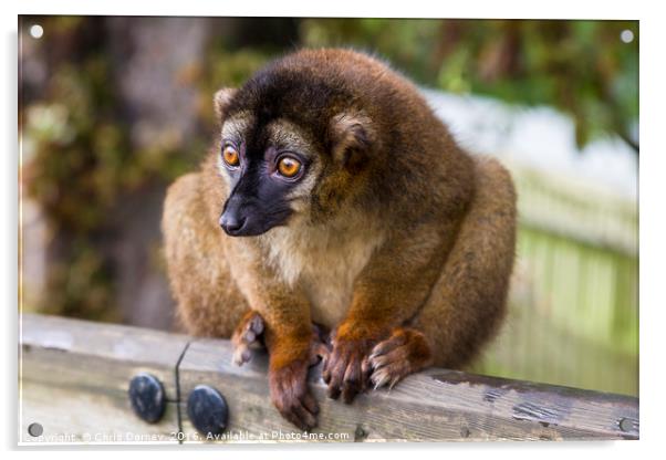 Brown Lemur Acrylic by Chris Dorney