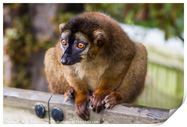Brown Lemur Print by Chris Dorney