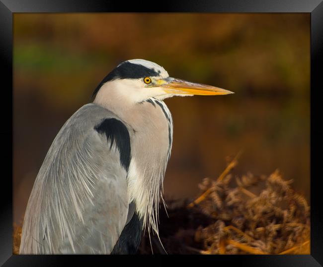 Heron In Winter Framed Print by Clive Eariss