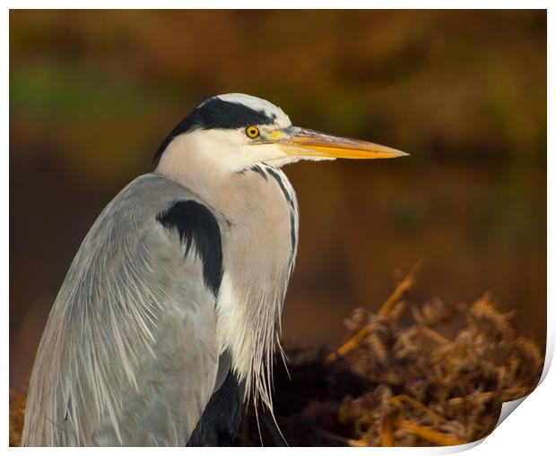 Heron In Winter Print by Clive Eariss