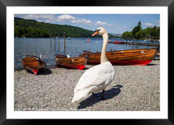 Swan at Bowness-on-Windermere Framed Mounted Print by Chris Dorney