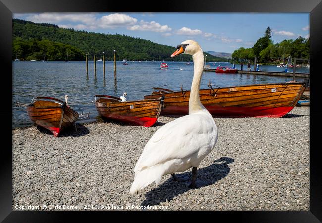 Swan at Bowness-on-Windermere Framed Print by Chris Dorney