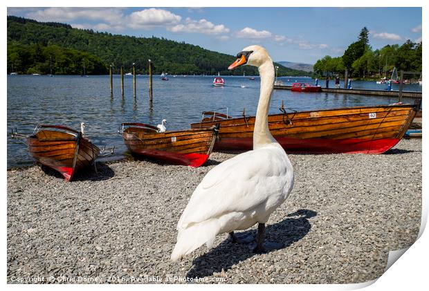 Swan at Bowness-on-Windermere Print by Chris Dorney