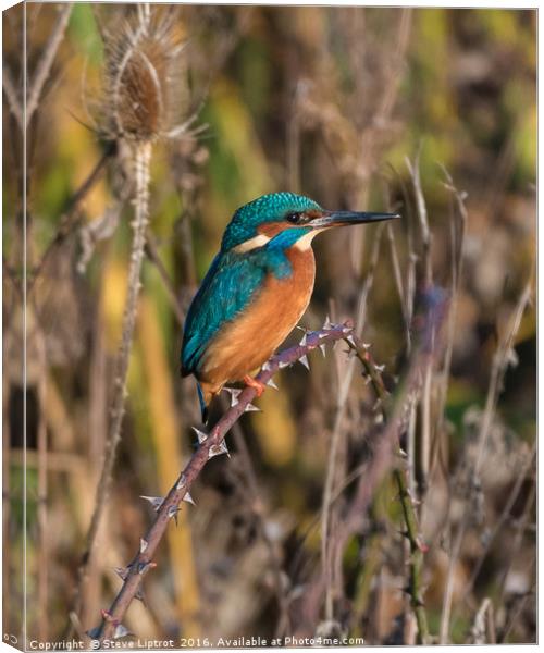Common kingfisher (Alcedo atthis) Canvas Print by Steve Liptrot
