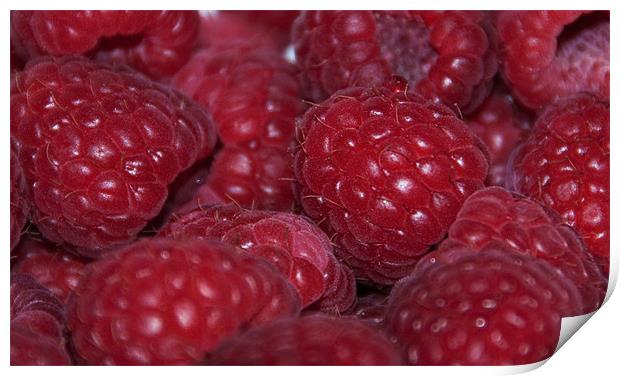 Raspberry cluster Print by Elaine Young