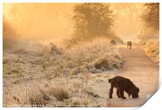 The Dogs and frosty start of a day Print by Vladimir Korolkov