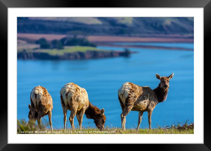 Three Lady Elks Framed Mounted Print by jonathan nguyen