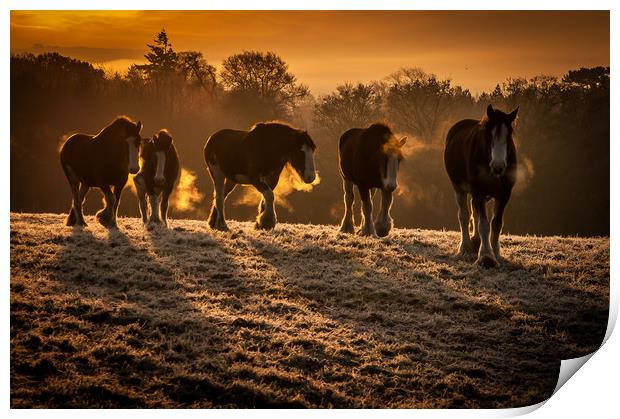 Clydesdale Sunrise Print by Willie Cowie