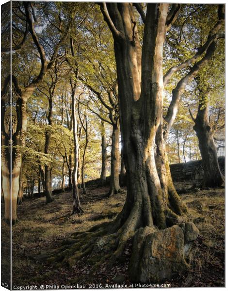 Hillside Trees Canvas Print by Philip Openshaw