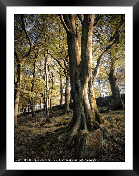 Hillside Trees Framed Mounted Print by Philip Openshaw