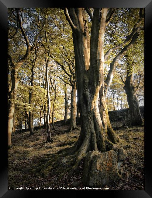 Hillside Trees Framed Print by Philip Openshaw