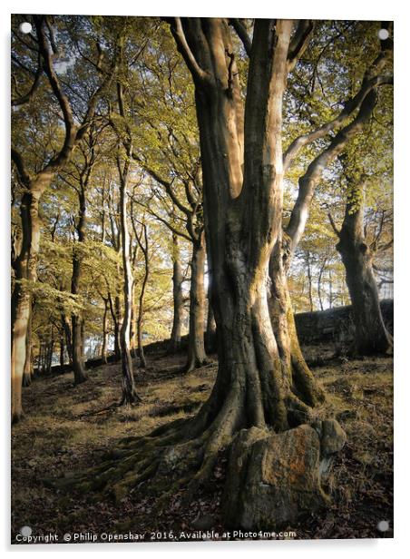 Hillside Trees Acrylic by Philip Openshaw