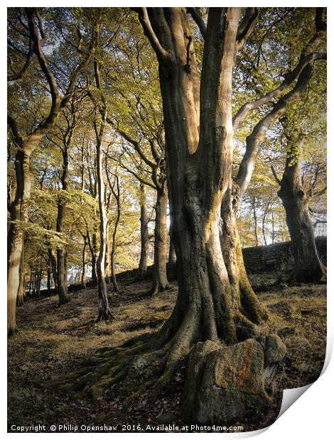 Hillside Trees Print by Philip Openshaw